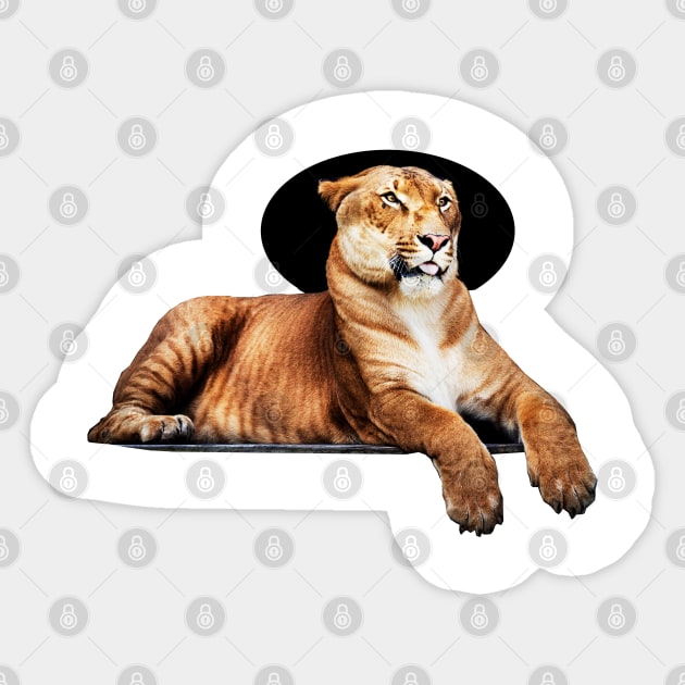 Tiger feline in pose of king of animals Sticker by Marccelus